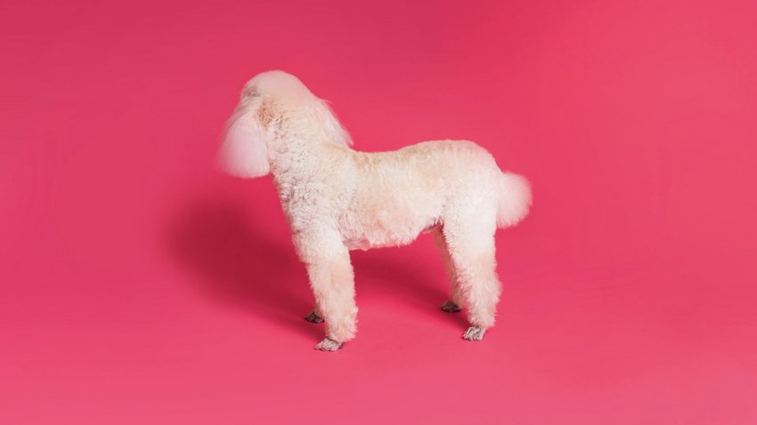 Hund, frisiert, pink, Pudel